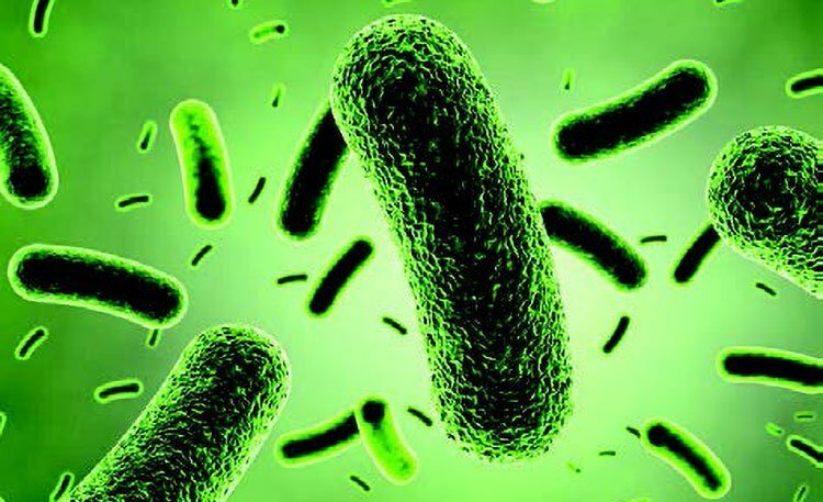 ᐅ Bacillus coagulans - ефективен пробиотик | iMed Guru